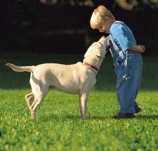 Pets Also Love Your Artificial Grass