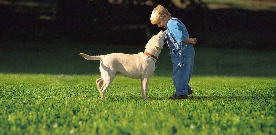 Pets Also Love Your Artificial Grass