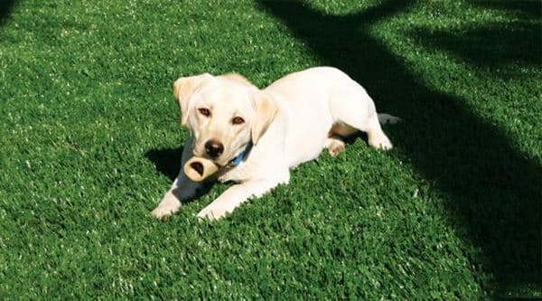 Artificial Lawn for Dogs